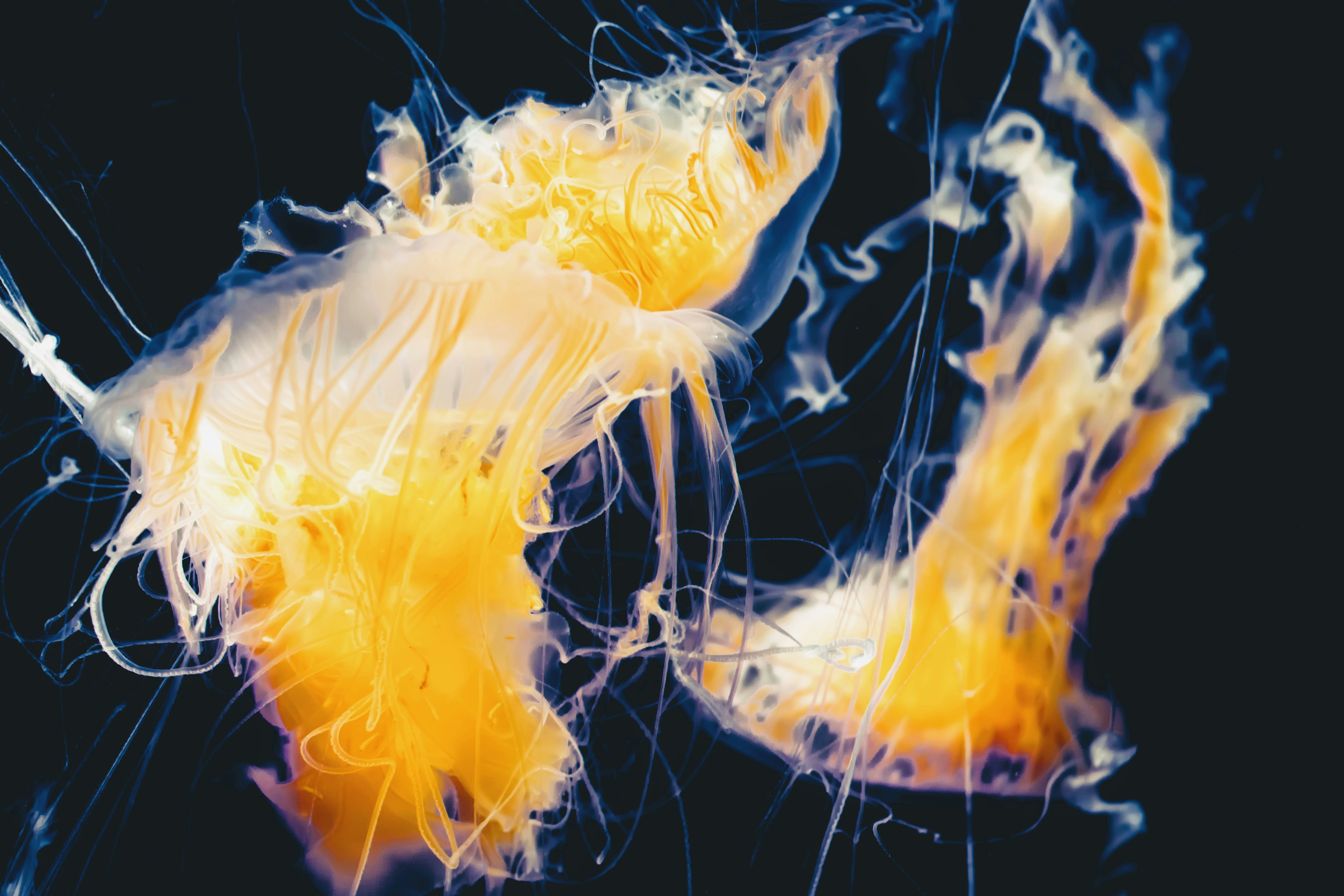 two yellow jelly fish digital wallpaper