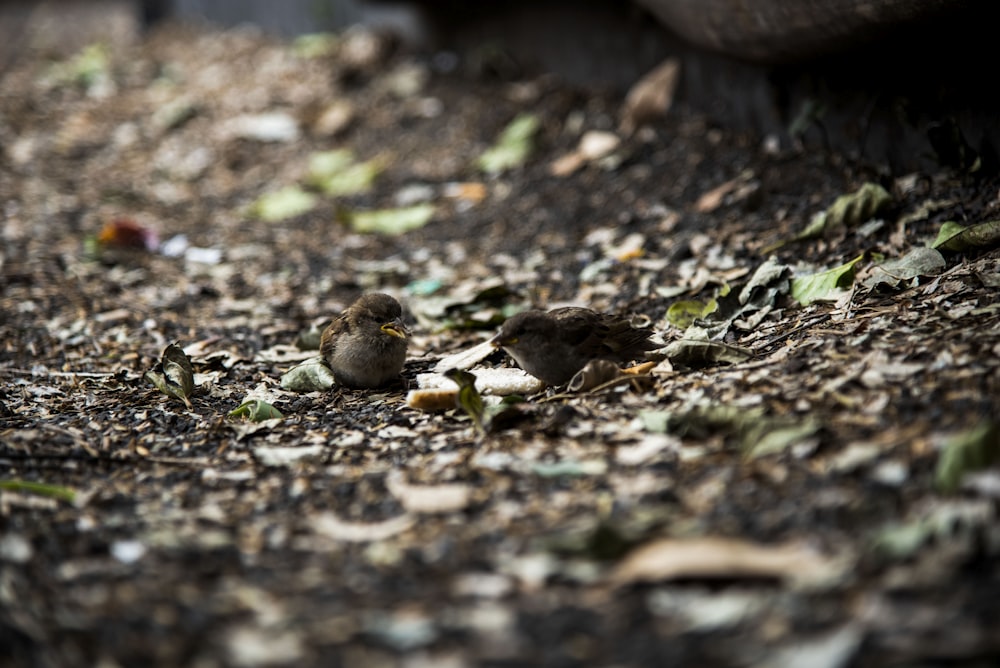 two birds on ground