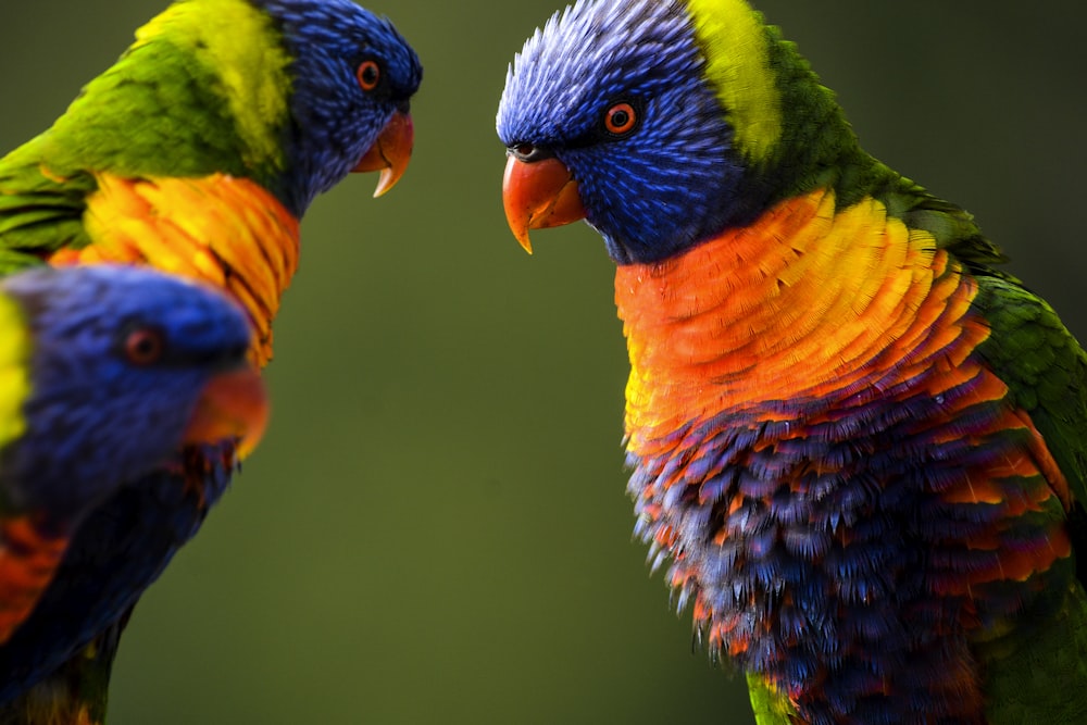 three multicolored birds in close-up photography