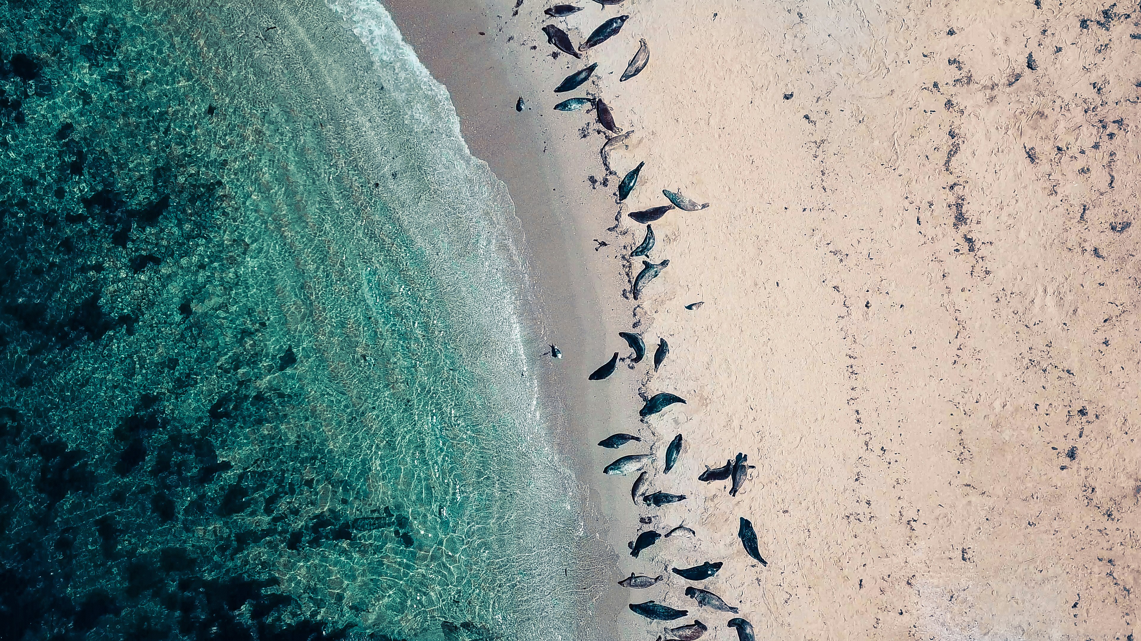 flock of birds on sand near body of water