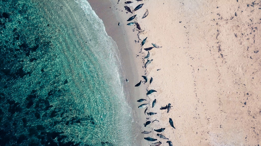 flock of birds on sand near body of water