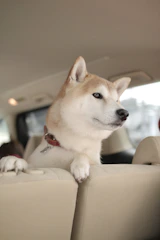 Well-prepared Shiba Inu puppy traveling safely in a comfortable pet carrier.