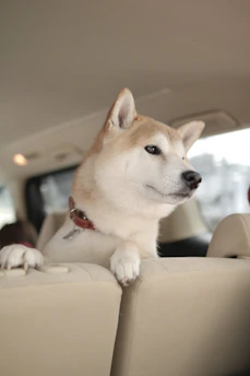 Well-prepared Shiba Inu puppy traveling safely in a comfortable pet carrier.