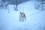A Shiba Inu dog stands in a snow-covered landscape. The dog is on a leash and appears to be gazing into the distance. The background is a snowy field with some sparse vegetation and a wire fence.