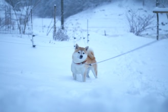 A Shiba Inu dog stands in a snow-covered landscape. The dog is on a leash and appears to be gazing into the distance. The background is a snowy field with some sparse vegetation and a wire fence.