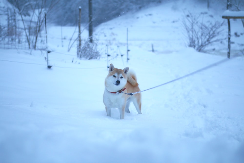 Akita blanc adulte