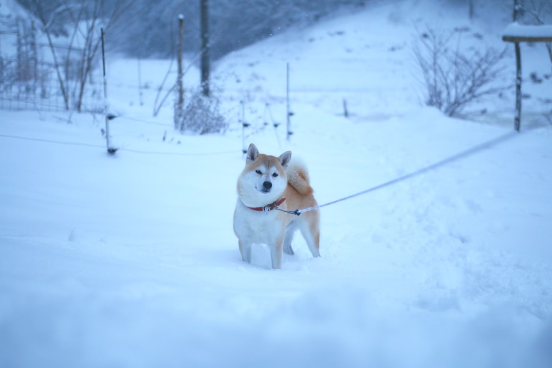 Shiba Inu en laisse dans la neige