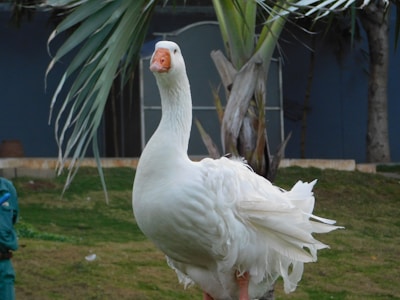 A white goose stands on a grassy area with a large leafed plant and a building in the background. The goose has a prominent orange beak and ruffled feathers. The surrounding environment appears to be a garden or park, with some trees and a modern building structure visible.