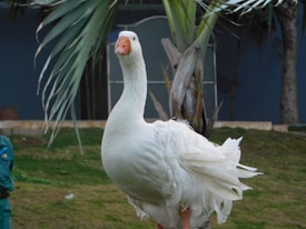 A white goose stands on a grassy area with a large leafed plant and a building in the background. The goose has a prominent orange beak and ruffled feathers. The surrounding environment appears to be a garden or park, with some trees and a modern building structure visible.