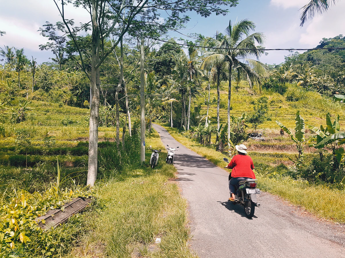 A person riding a motorbike on a quiet road between rice fields and palms near Sidemen, Bali