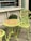 A decorative outdoor table and chair set featuring intricate rose patterns is positioned outside a shop with a sign that reads 'art and antiques'. The furniture is painted in a light green color with hints of pink on the roses. A small potted plant with orange flowers is placed on the ledge behind the table.