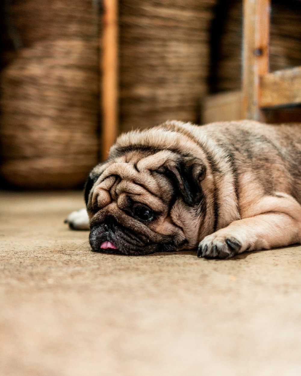 gray and brown pug lying down the floor