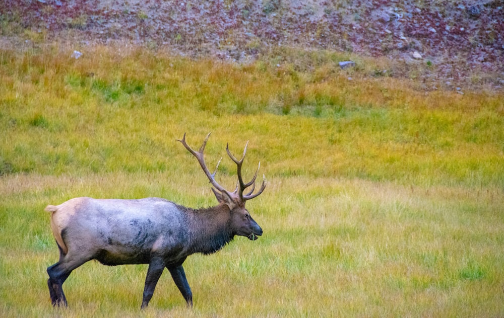 brown deer on green field