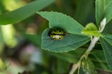 A vibrant green and black patterned insect is sitting on a green leaf amidst a background of lush foliage. The insect's intricate design stands out against the smooth leaf surface, highlighting its natural beauty. The surrounding leaves display various shades of green, creating a natural and serene environment.