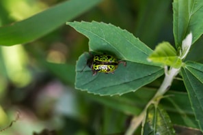 A vibrant green and black patterned insect is sitting on a green leaf amidst a background of lush foliage. The insect's intricate design stands out against the smooth leaf surface, highlighting its natural beauty. The surrounding leaves display various shades of green, creating a natural and serene environment.