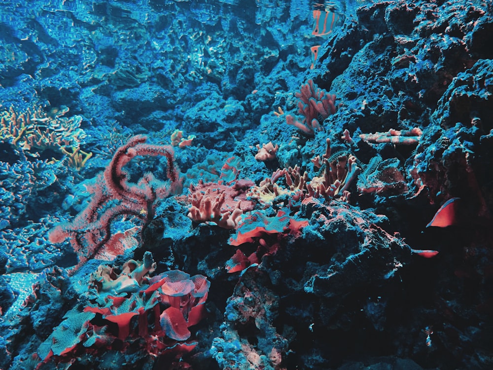 under water coral reef photo
