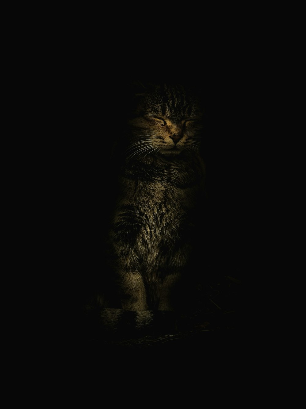 a cat that is sitting down in the dark
