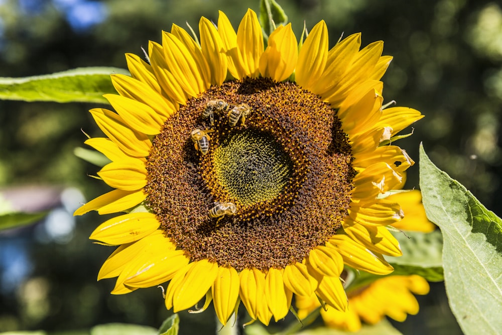 bees on yellow sunflower on bloom