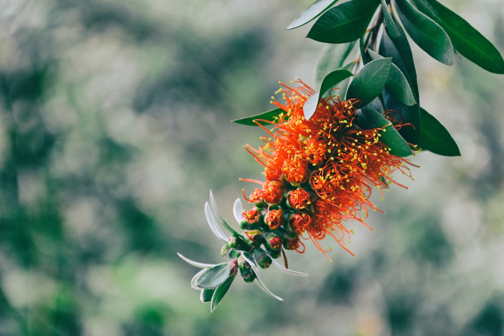 close-up photography of orange petaled flower