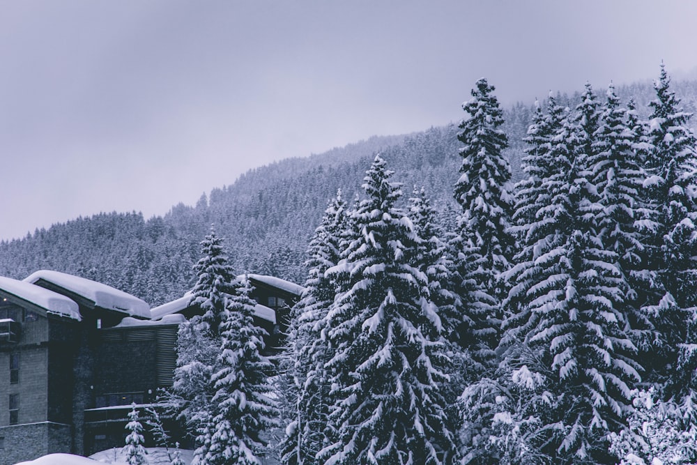 pine trees covered by snow