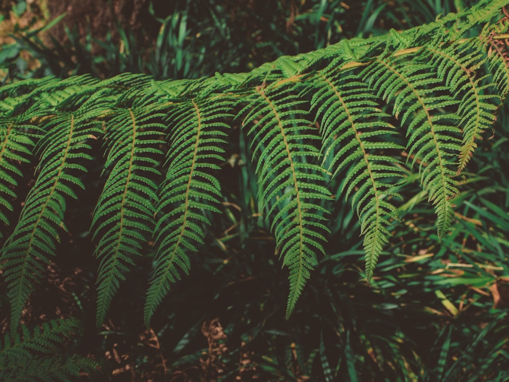 selective focus photography of fern plant