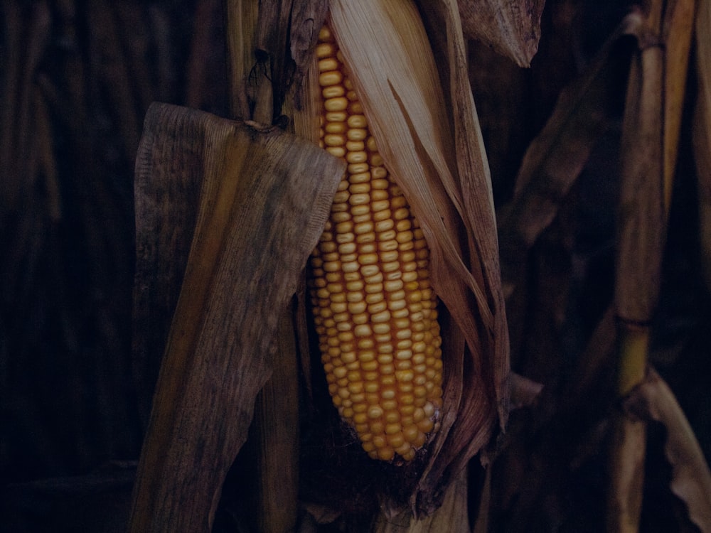 a close up of a corn cob on a stalk