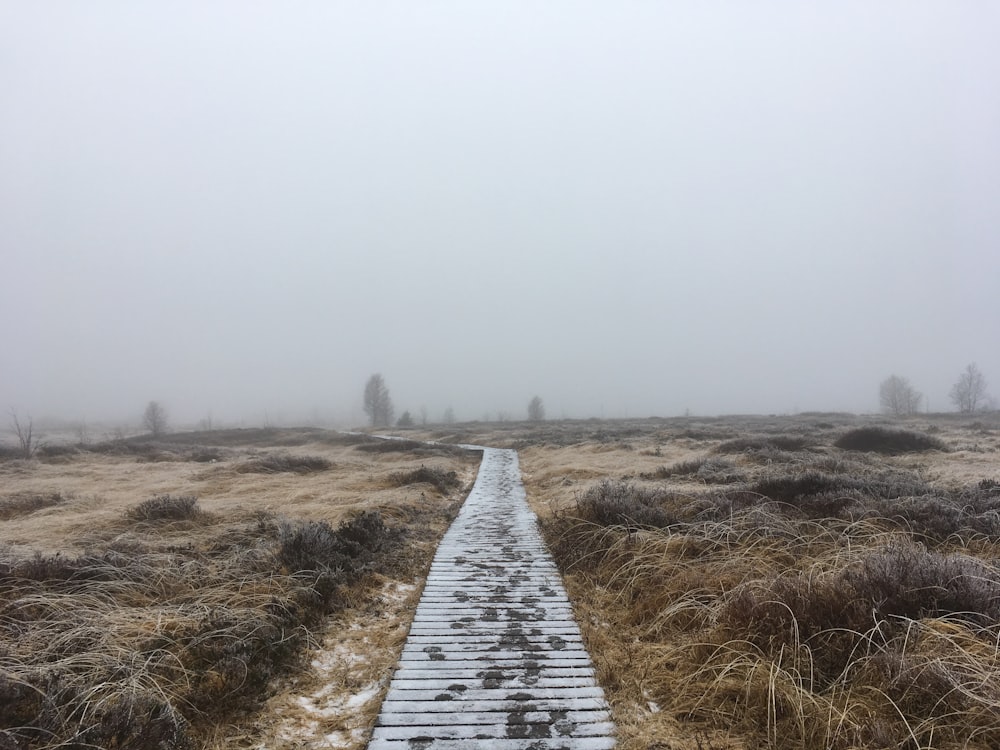 pathway leading to fog