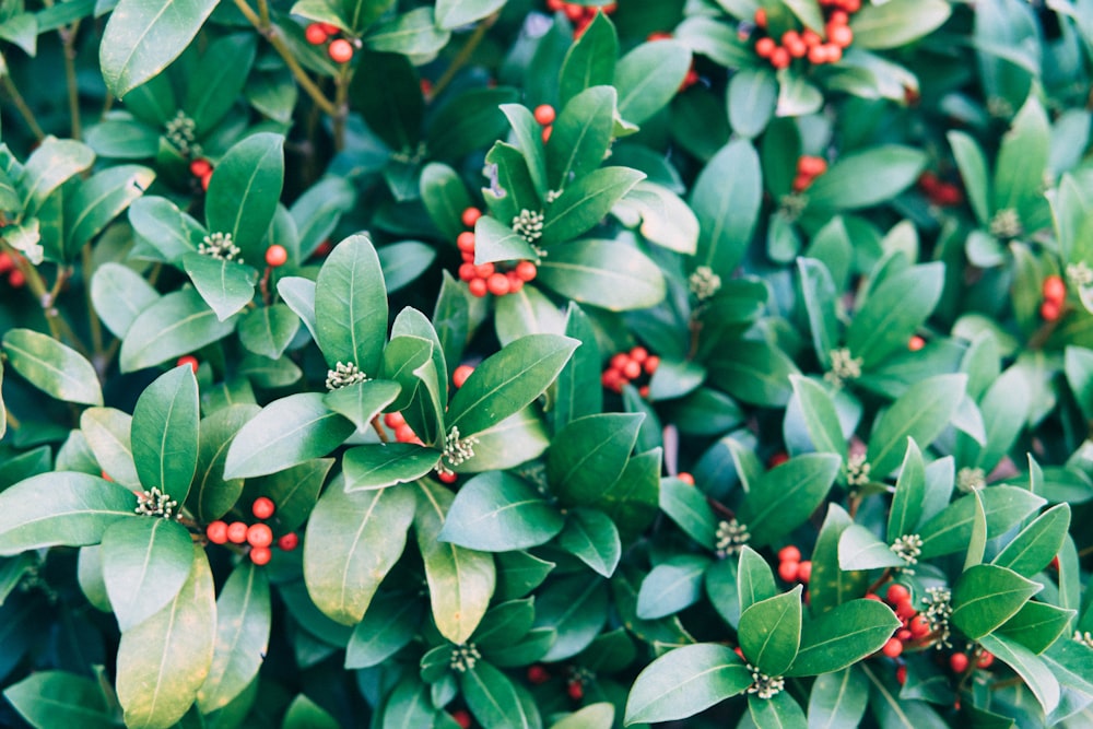 green and red leaf plant closeup photo