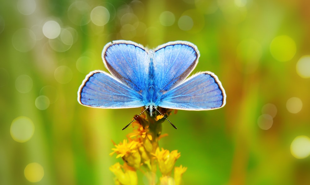 blue butterfly perching on yellow flower