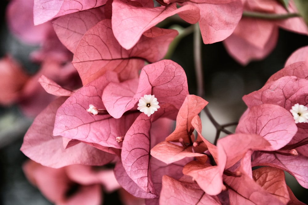selective focus photography of pink bougainvillea flowers