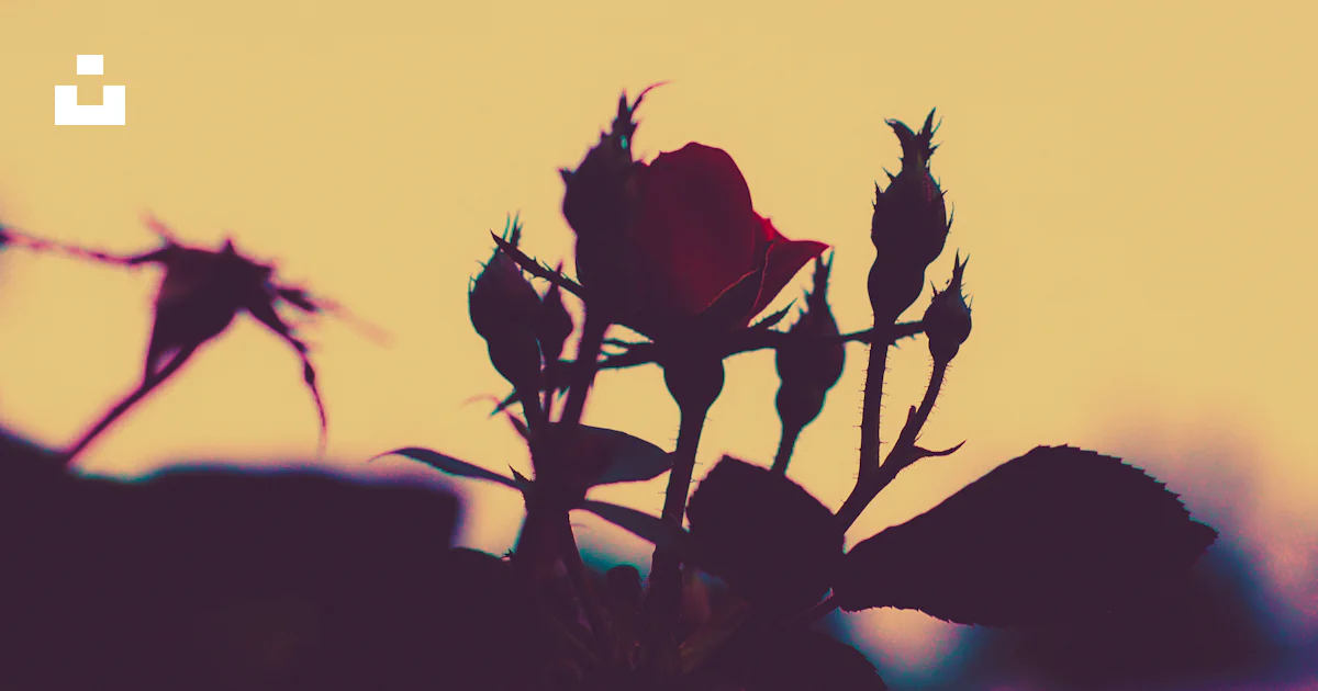 Selective Colour Roses Selective color photography of red rose photo – Free Flower Image on ...