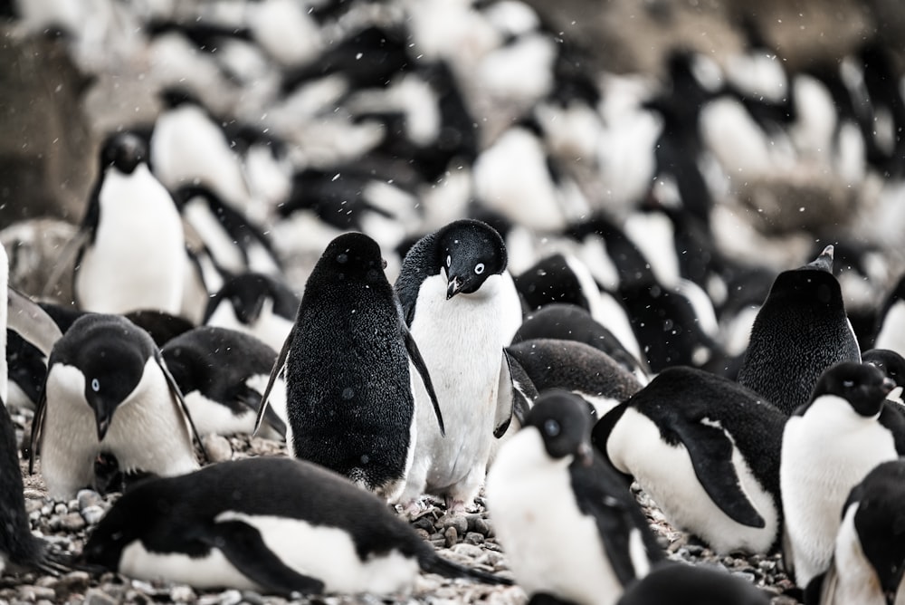 group of penguins
