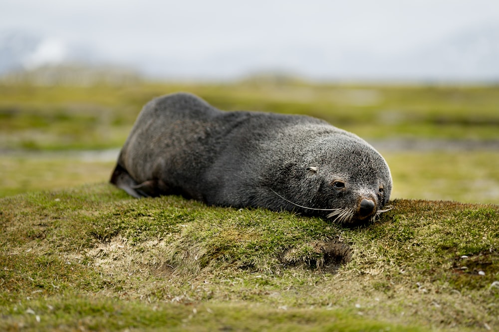 black animal lying on ground