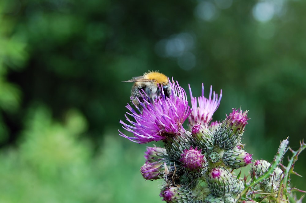 bee perching on purple flower