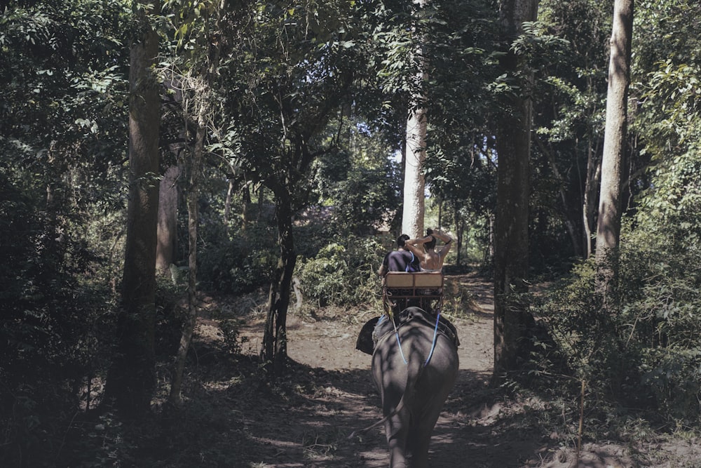 two person riding elephant on forest