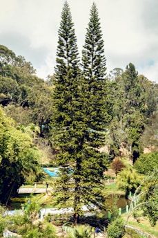 Tall coniferous trees stand prominently in a lush, green park setting. The trees are surrounded by various other vegetation, including dense bushes and shrubs. A small pond with clear water is situated nearby, and there is a bridge crossing over it. The background is filled with a variety of trees and foliage, enhancing the nature-centric atmosphere.