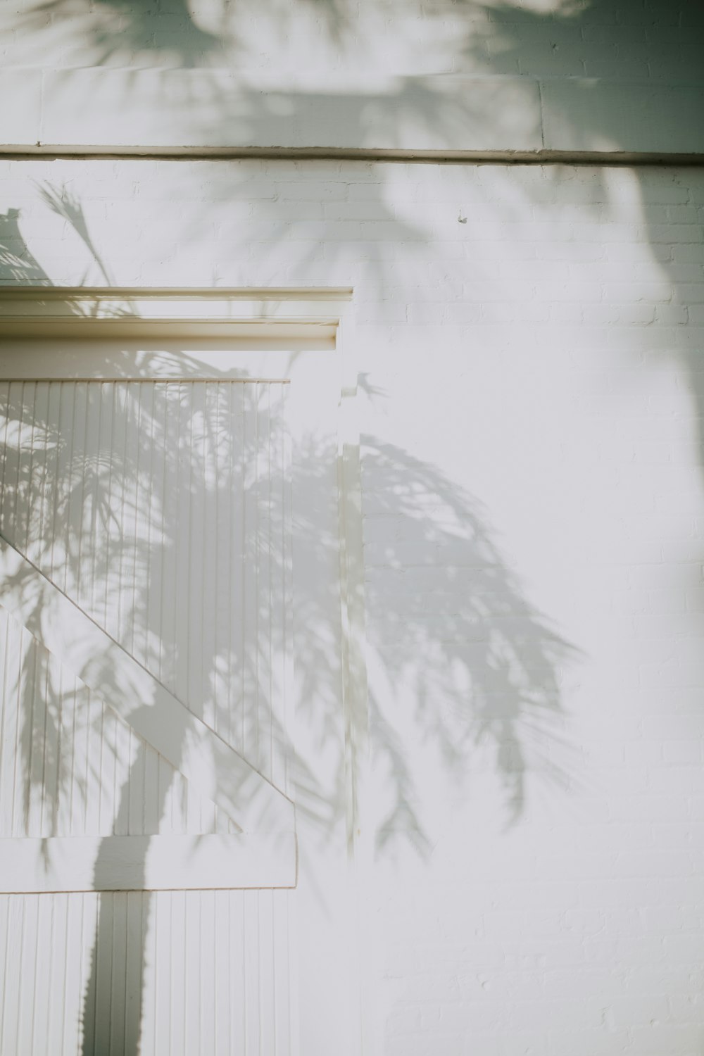 un'ombra di una palma su una parete bianca