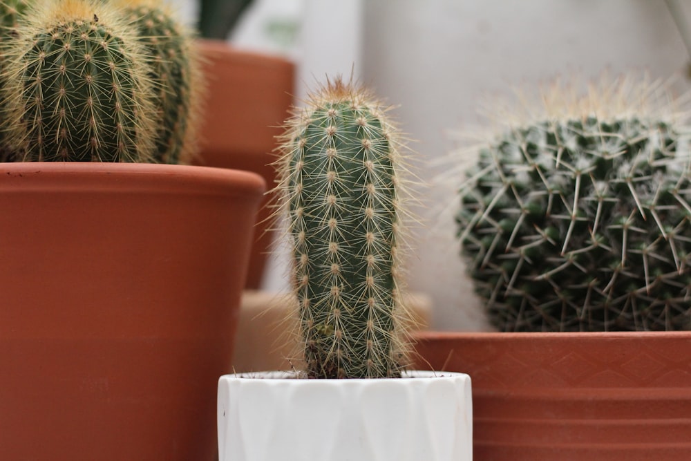 three green feathered cactus