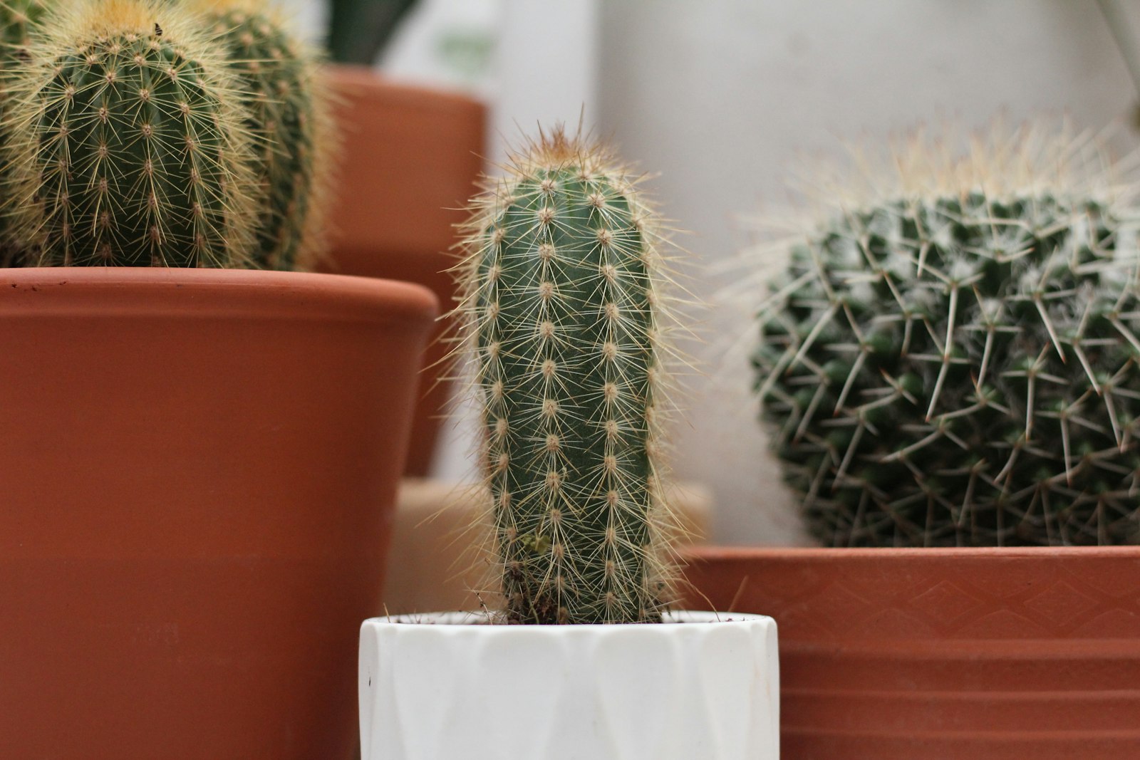 Canon EOS 550D (EOS Rebel T2i / EOS Kiss X4) + Canon EF 50mm F1.8 STM sample photo. Three green feathered cactus photography