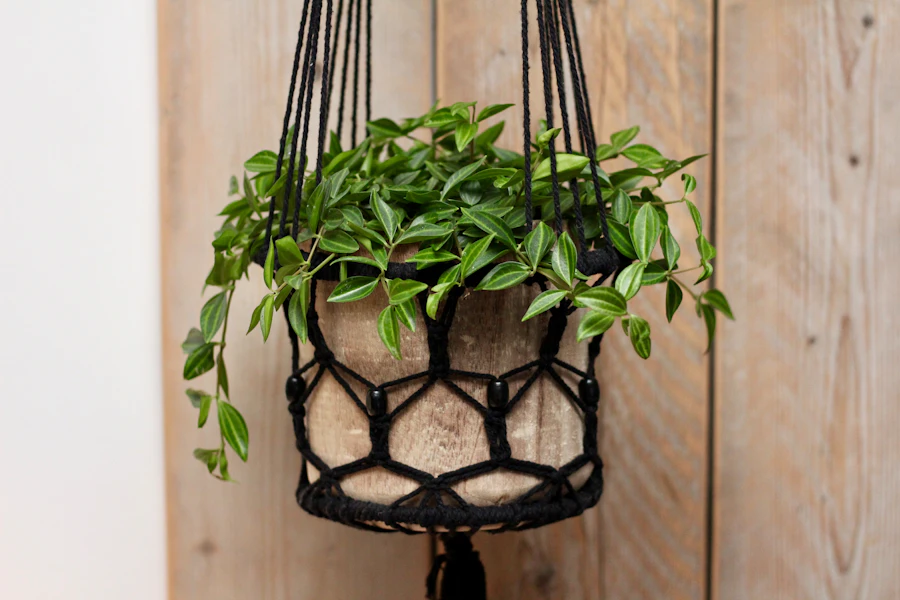 Macrame plant hanger with a potted plant by a window
