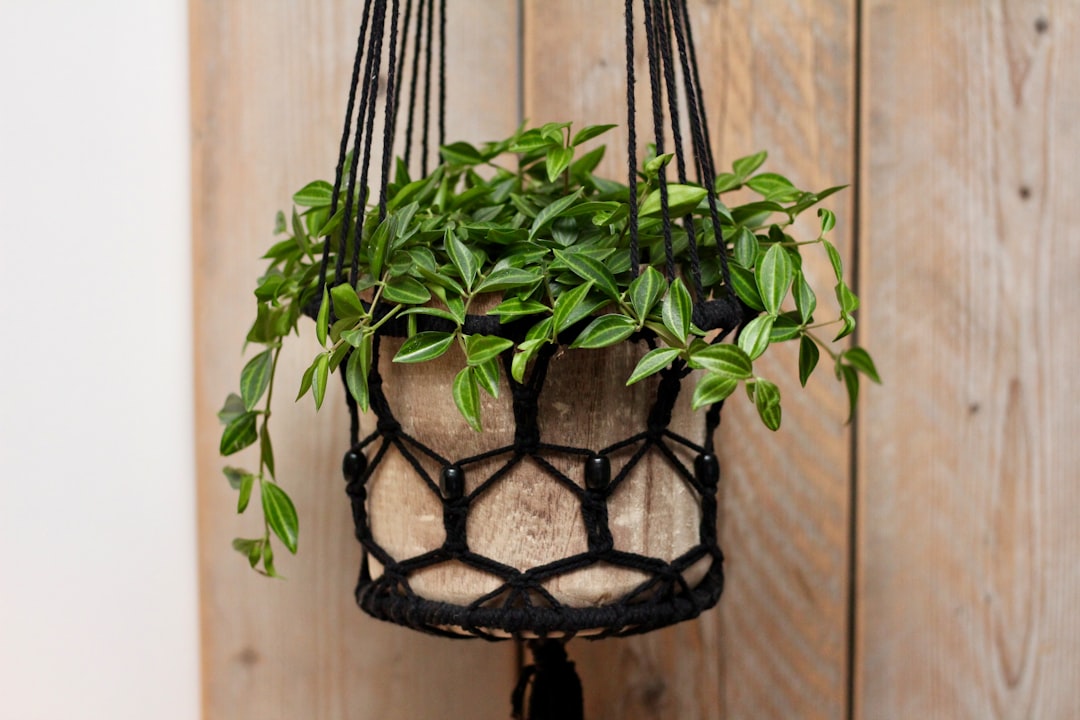 green-leaf plant hanging on wall