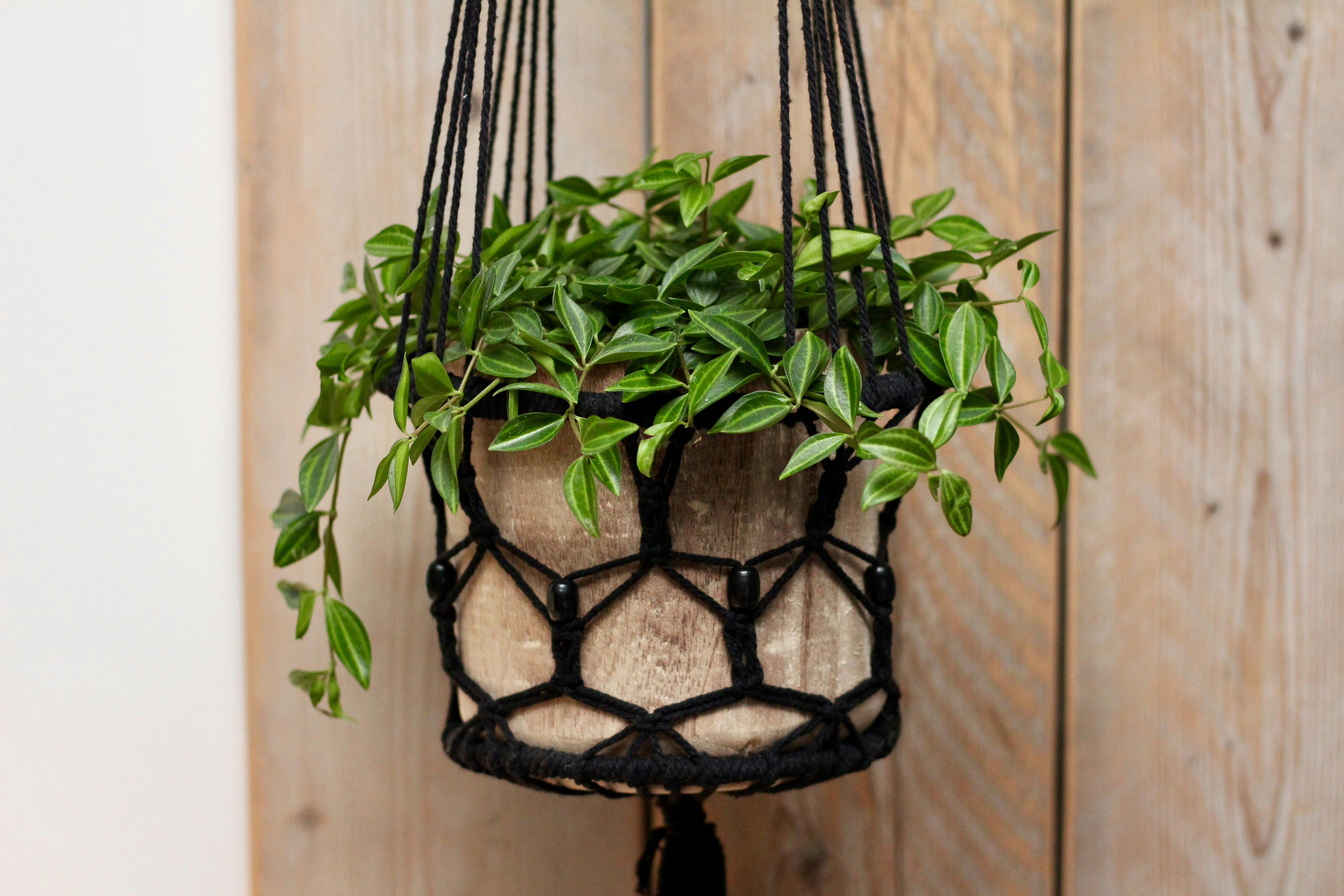 green-leaf plant hanging on wall