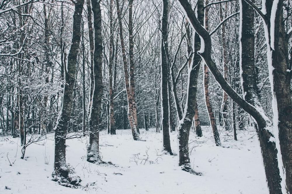 bare trees during winter season