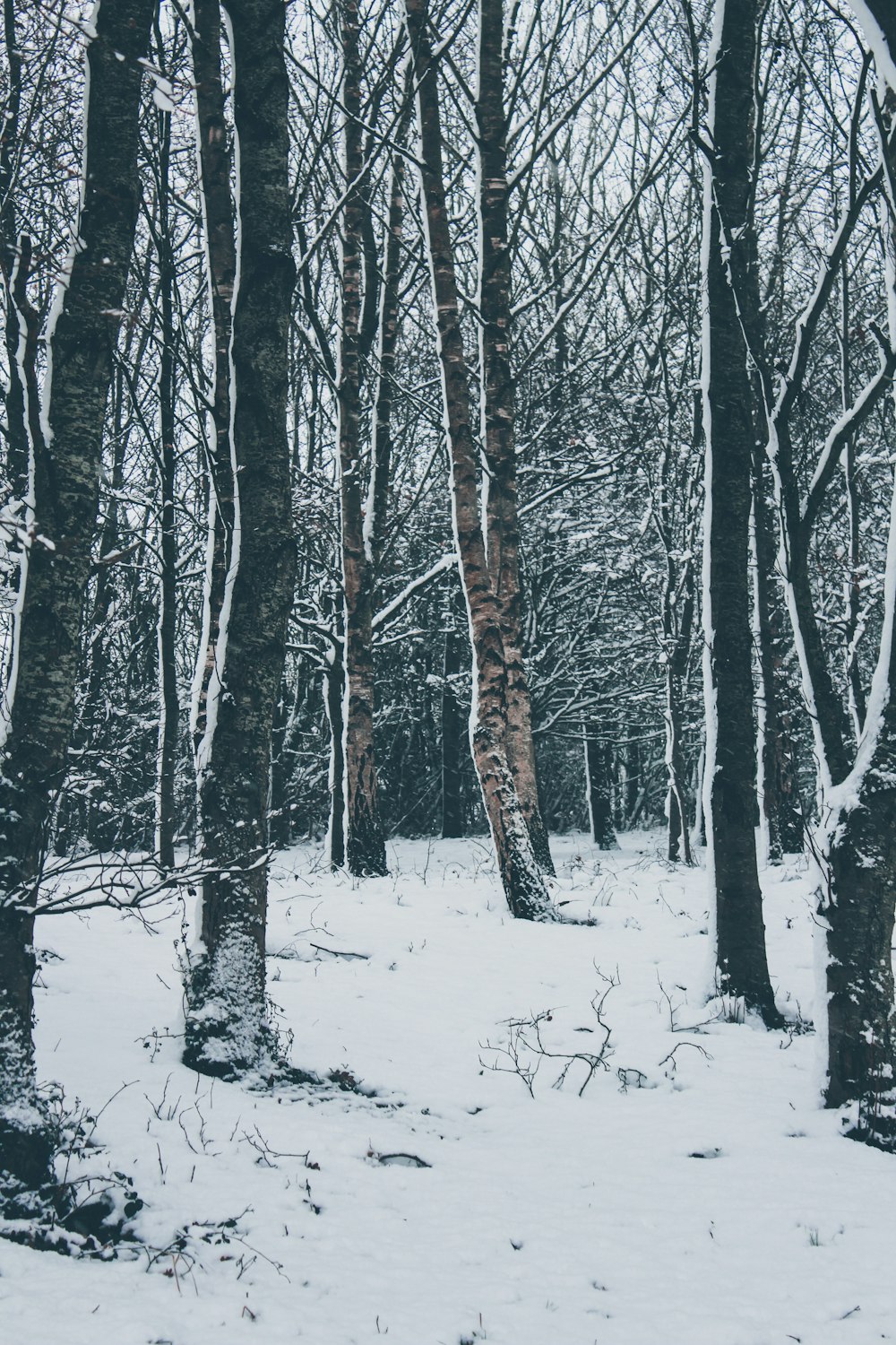 tree covered with snow during daytime