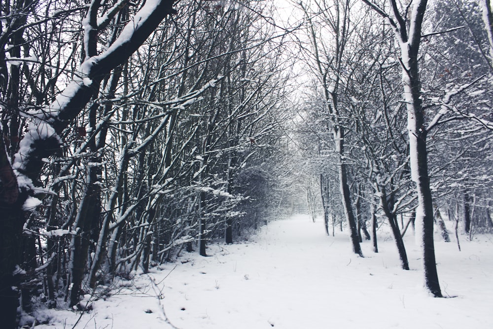 snow-covered leafless trees