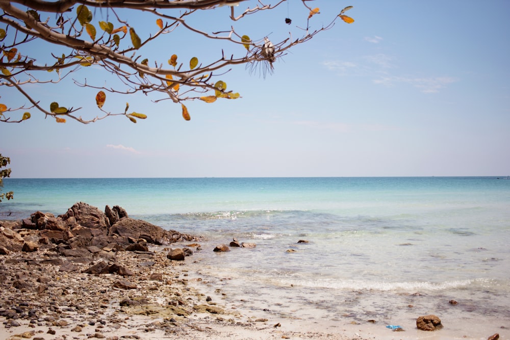 shore during daytime