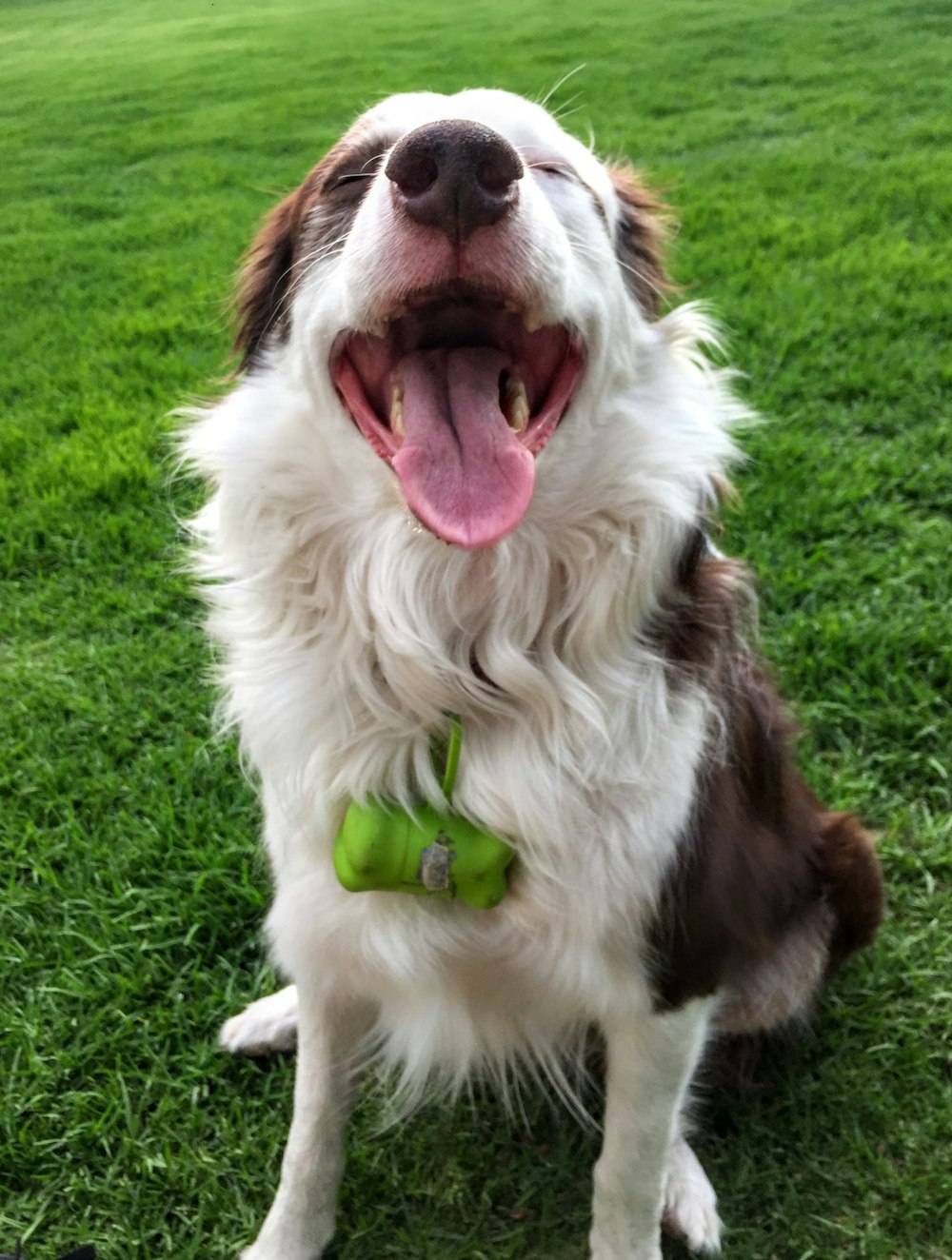 long-coated white and black dog sitting on grass