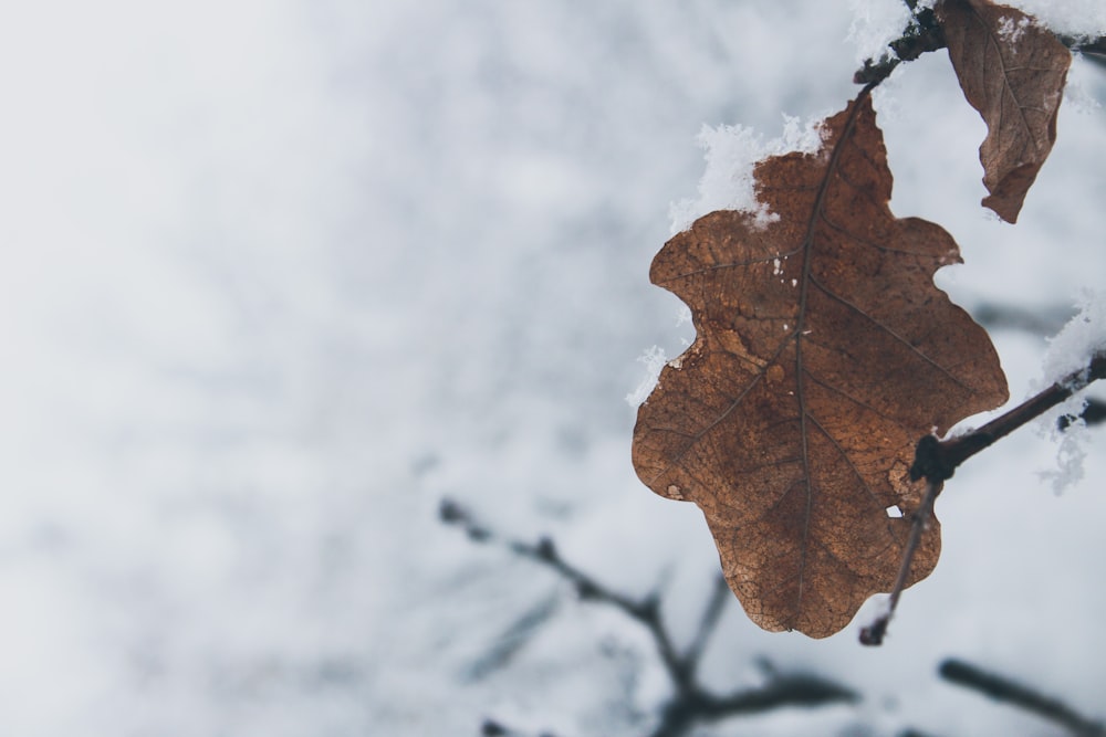 fotografia ravvicinata foglia marrone con neve