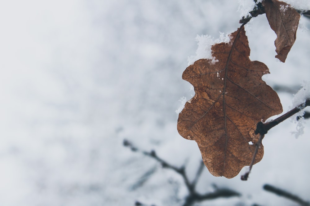 close up photography brown leaf with snow