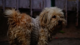 A shaggy dog with light brown and cream fur is wearing a knitted sweater. The background is blurred, suggesting an urban or residential setting.